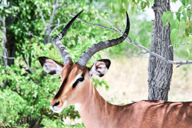 visiter la namibie : oryx dans le parc Etosha